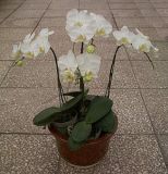 白蝴蝶兰组合